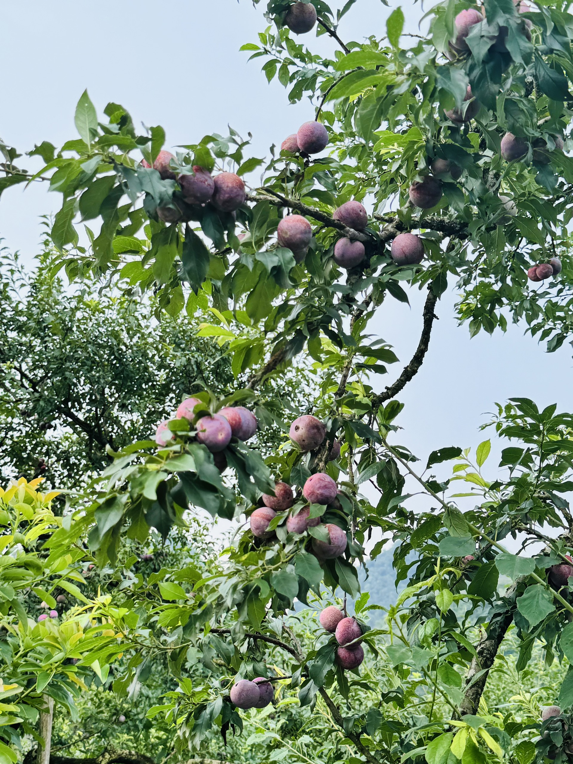 Mộc Châu: Sôi nổi Ngày hội hái quả Mận hậu năm 2024 Mộc Châu: Sôi nổi Ngày hội hái quả Mận hậu năm 2024