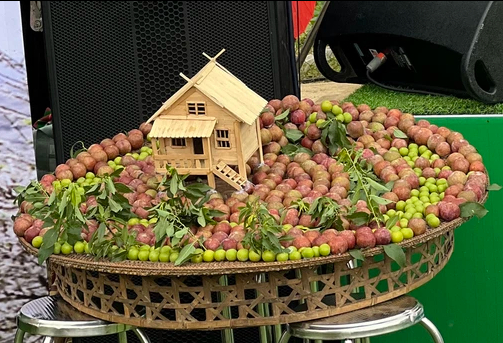 Mộc Châu: Sôi nổi Ngày hội hái quả Mận hậu năm 2024 Mộc Châu: Sôi nổi Ngày hội hái quả Mận hậu năm 2024