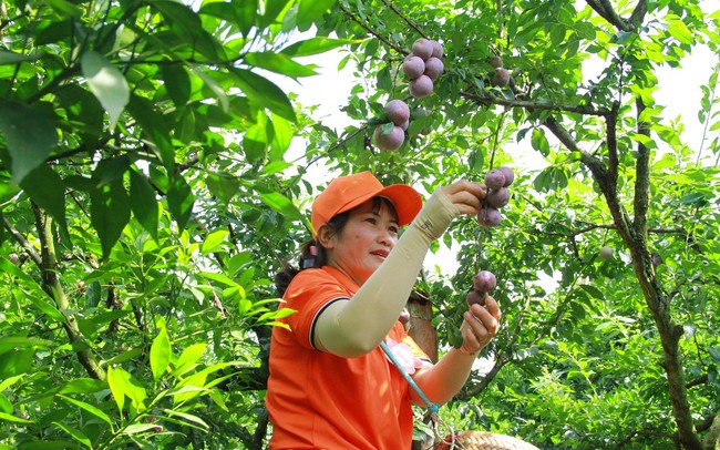 Mộc Châu: Sôi nổi Ngày hội hái quả Mận hậu năm 2024 Mộc Châu: Sôi nổi Ngày hội hái quả Mận hậu năm 2024
