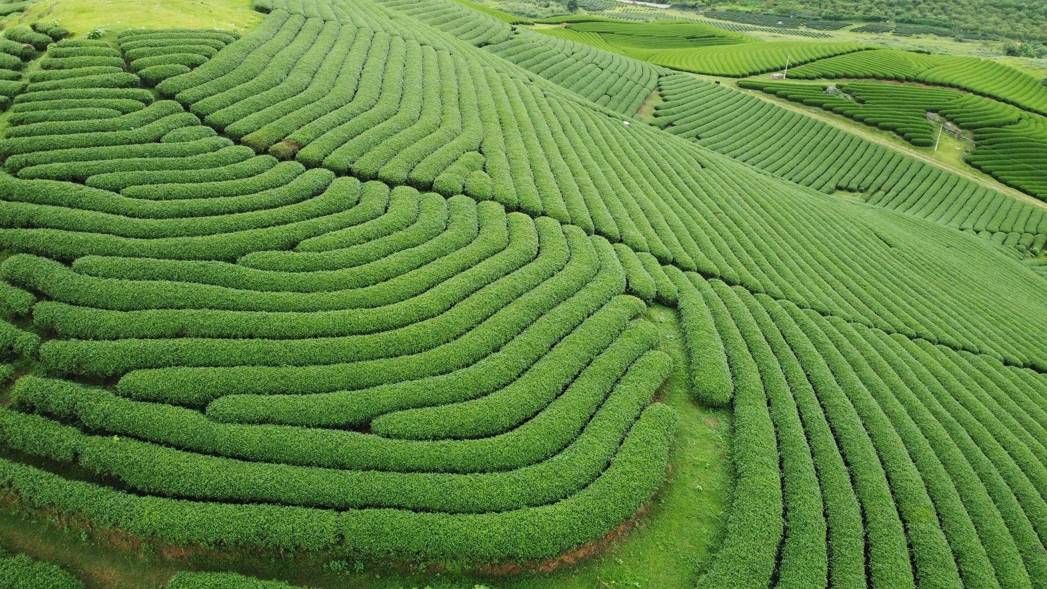 Mộc Châu chính thức là khu du lịch Quốc Gia Mộc Châu chính thức là khu du lịch Quốc Gia