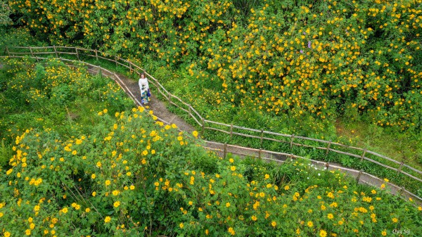 Mùa dã quỳ khoe sắc vàng trong nắng