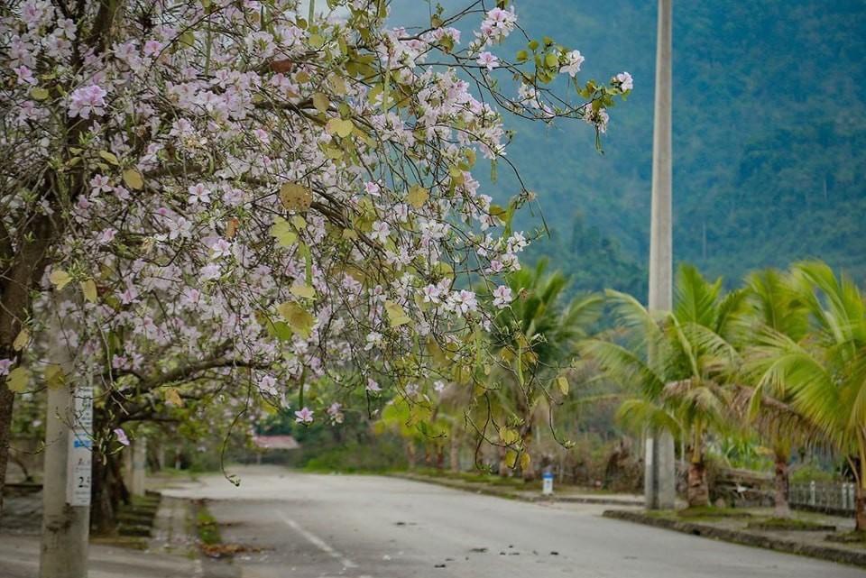 Năm du lịch quốc gia - Điện Biên 2024: Sức hút miền hoa ban Năm du lịch quốc gia - Điện Biên 2024: Sức hút miền hoa ban