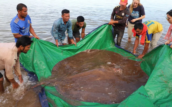 Ngư dân Campuchia kinh ngạc phát hiện con cá đuối khổng lồ nặng gần 200kg