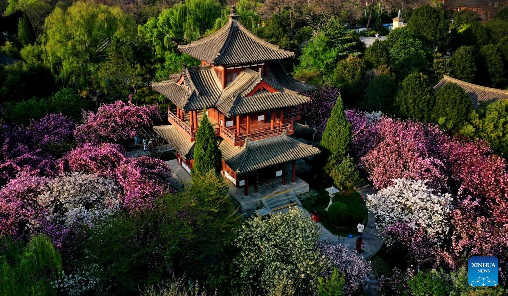 Những địa điểm ngắm hoa anh đào lý tưởng tại Trung Quốc