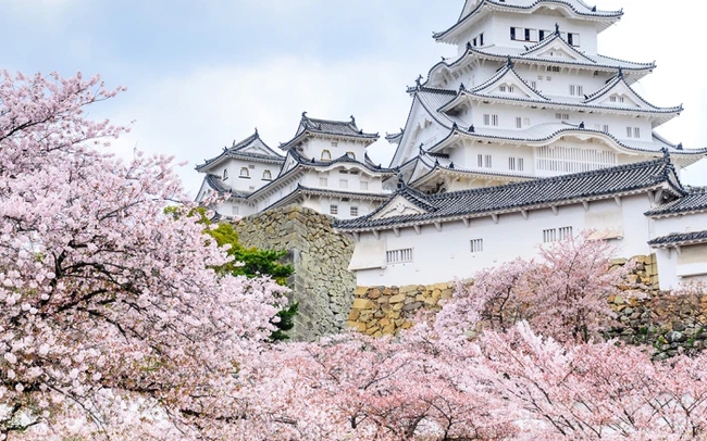 Những điều du khách cần biết về mùa anh đào sắp nở rộ tại Nhật Bản