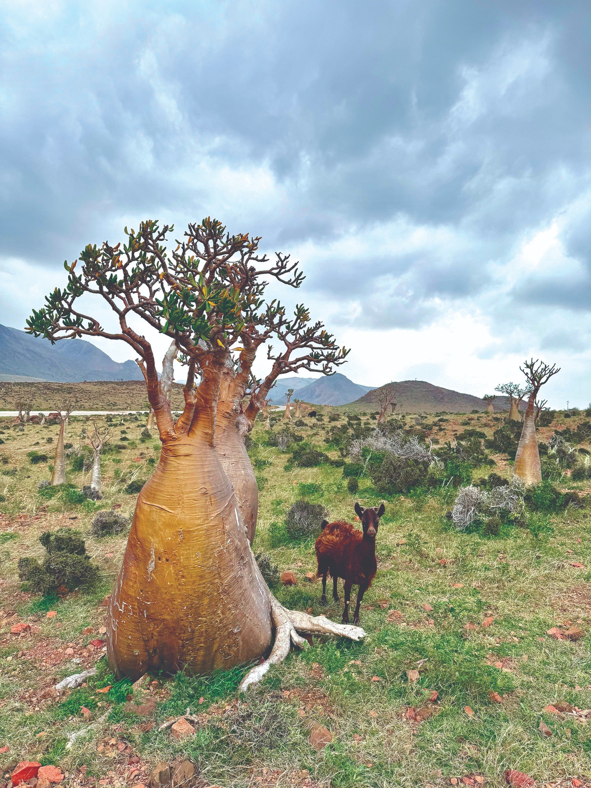 Socotra: Hòn đảo của những điều thú vị