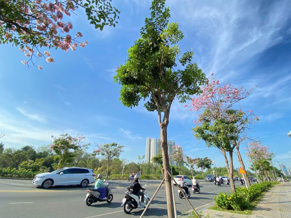 TP Hồ Chí Minh: Mùa hoa kèn hồng gọi nắng TP Hồ Chí Minh: Mùa hoa kèn hồng gọi nắng