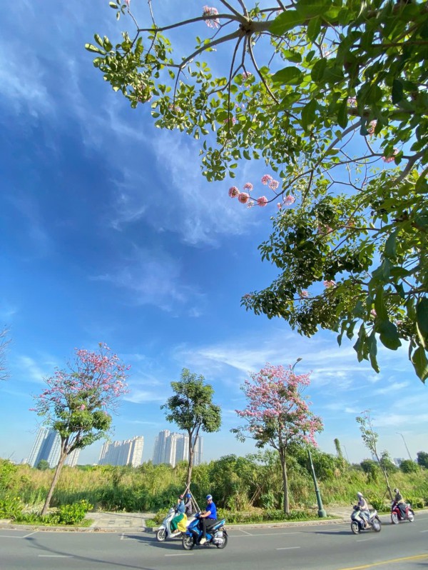 TP Hồ Chí Minh: Mùa hoa kèn hồng gọi nắng TP Hồ Chí Minh: Mùa hoa kèn hồng gọi nắng