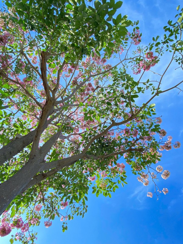 TP Hồ Chí Minh: Mùa hoa kèn hồng gọi nắng TP Hồ Chí Minh: Mùa hoa kèn hồng gọi nắng