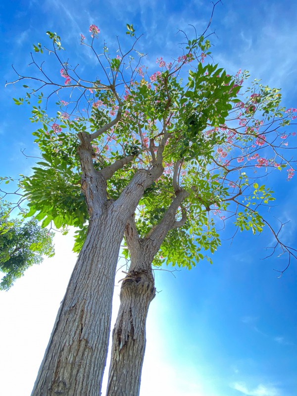 TP Hồ Chí Minh: Mùa hoa kèn hồng gọi nắng TP Hồ Chí Minh: Mùa hoa kèn hồng gọi nắng