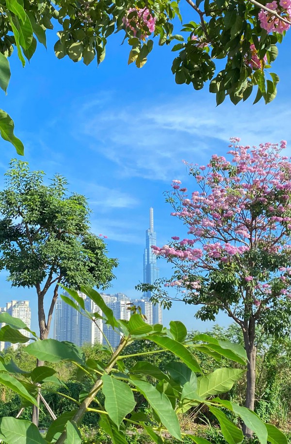 TP Hồ Chí Minh: Mùa hoa kèn hồng gọi nắng TP Hồ Chí Minh: Mùa hoa kèn hồng gọi nắng