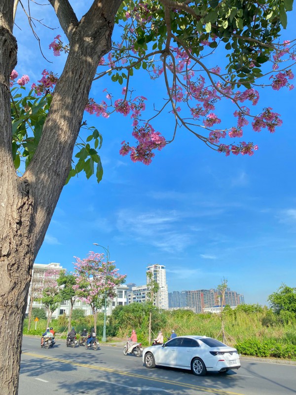 TP Hồ Chí Minh: Mùa hoa kèn hồng gọi nắng TP Hồ Chí Minh: Mùa hoa kèn hồng gọi nắng