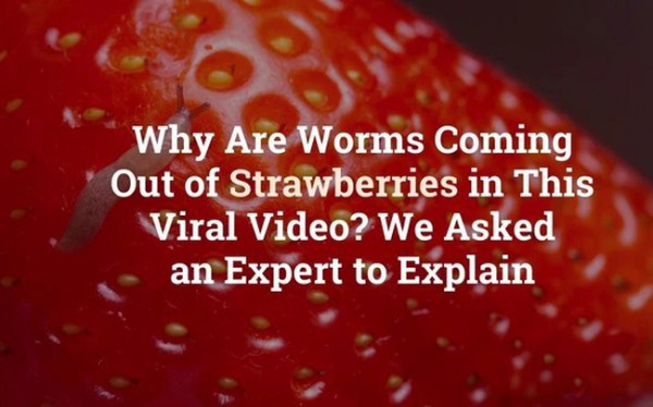 Tại sao trong trái dâu tây nguyên vẹn lại có dòi? Tại sao trong trái dâu tây nguyên vẹn lại có dòi?