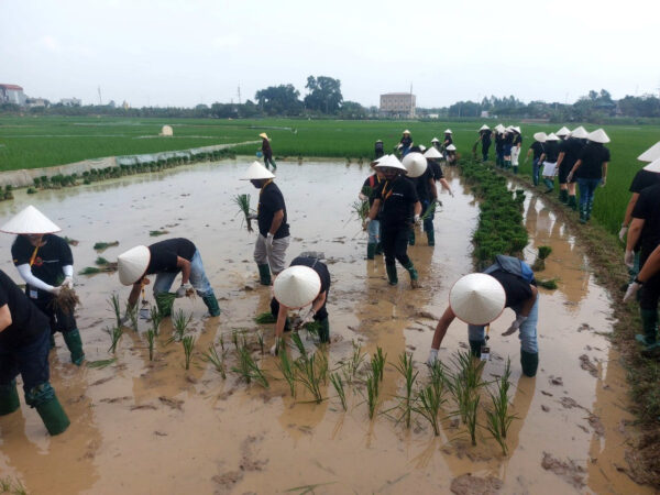 Trải nghiệm làm nông dân ở Đường Lâm ngày càng thu hút du khách