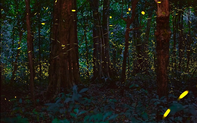 Trải nghiệm tour đêm độc đáo tại Vườn quốc gia Cúc Phương Trải nghiệm tour đêm độc đáo tại Vườn quốc gia Cúc Phương