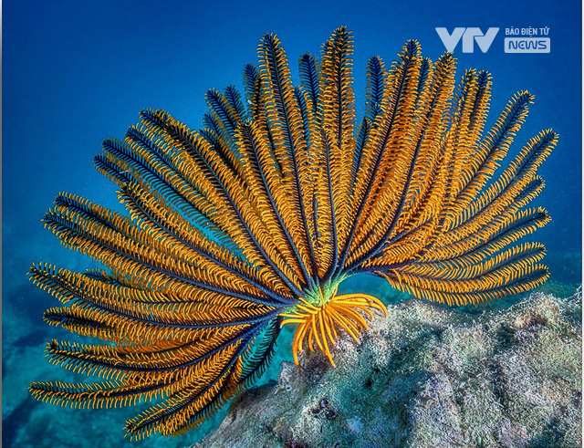 Vẻ đẹp mê đắm dưới đáy biển Hòn Mun - nơi Nha Trang đang dốc sức bảo vệ