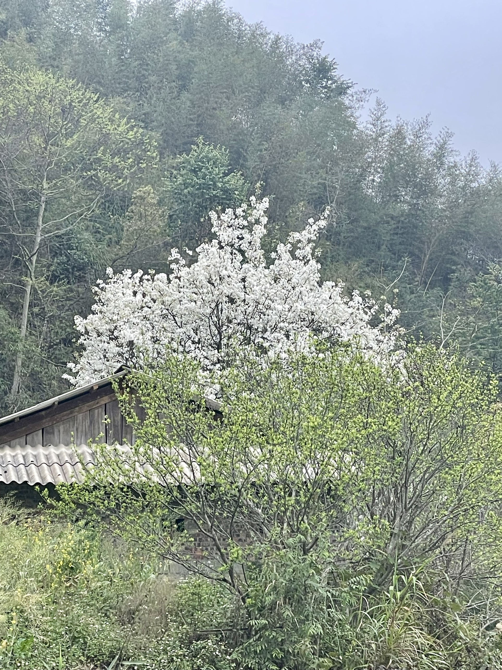 Đến Cao Bằng mùa hoa lê Đến Cao Bằng mùa hoa lê