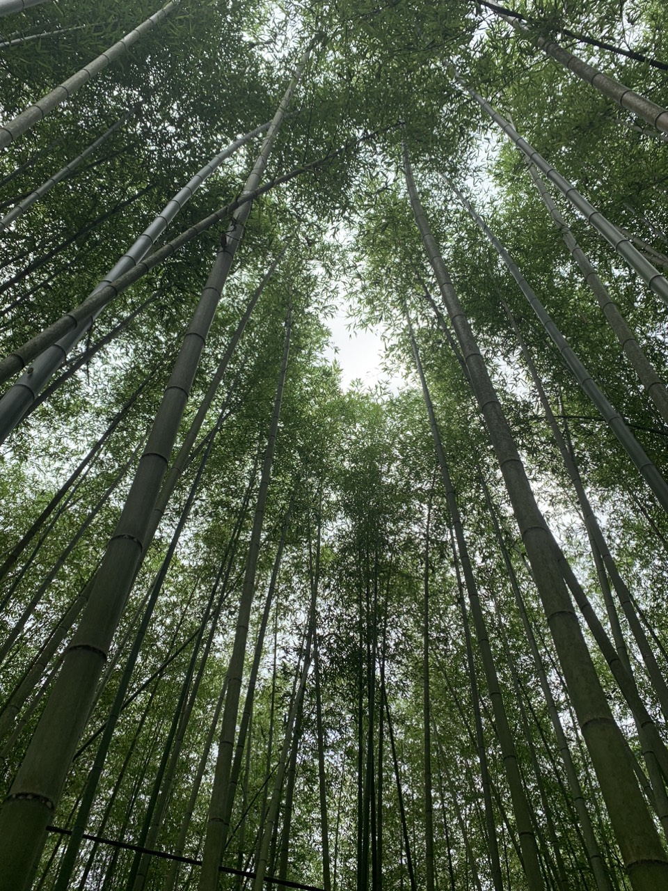 Đến Cao Bằng mùa hoa lê Đến Cao Bằng mùa hoa lê