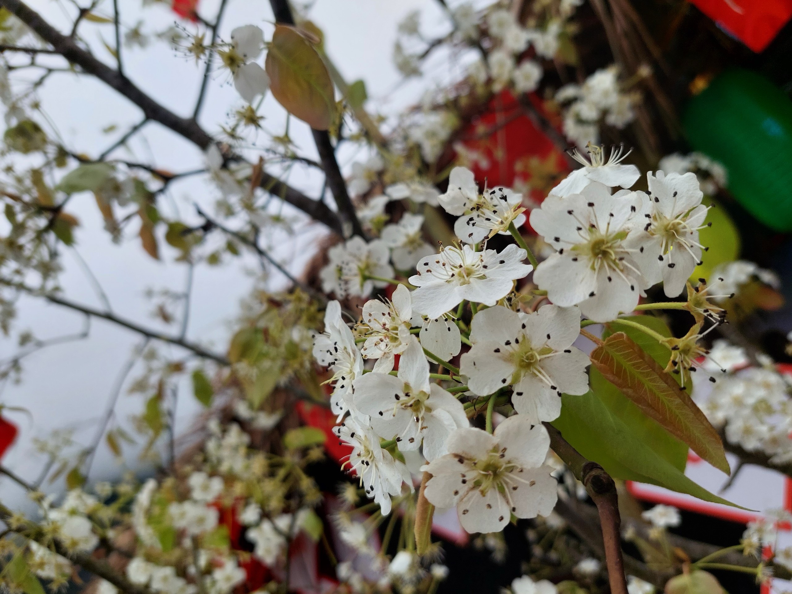 Đến Cao Bằng mùa hoa lê Đến Cao Bằng mùa hoa lê