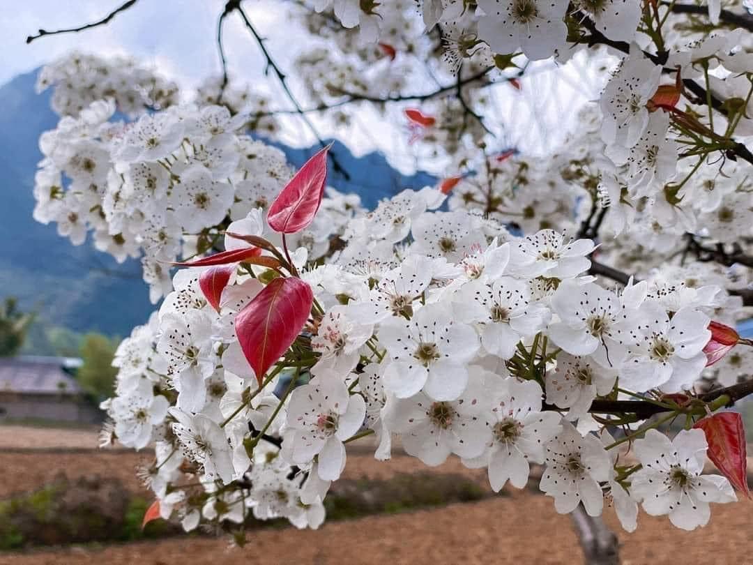 Đến Cao Bằng mùa hoa lê Đến Cao Bằng mùa hoa lê