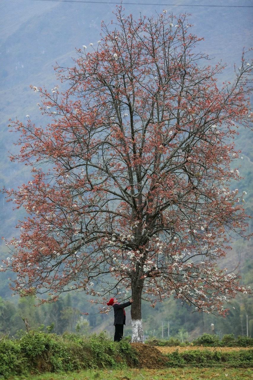 Đến Cao Bằng mùa hoa lê Đến Cao Bằng mùa hoa lê