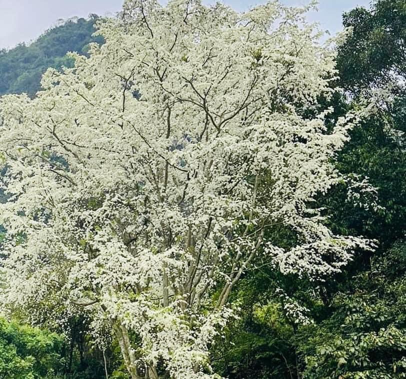 Đẹp ngỡ ngàng mùa hoa Sưa nở trắng rừng Tân Trào