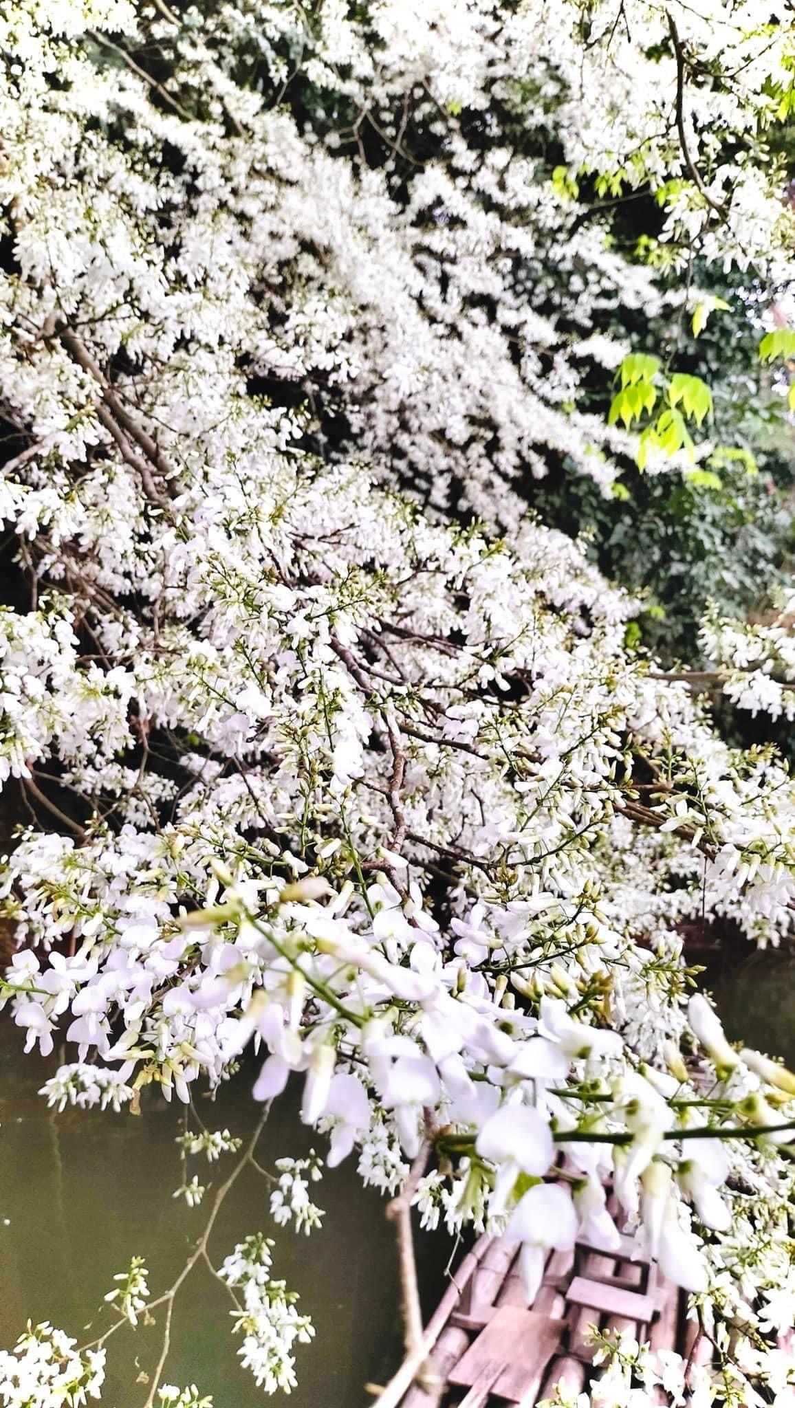 Đẹp ngỡ ngàng mùa hoa Sưa nở trắng rừng Tân Trào