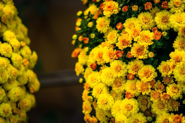 Đón tết tại ‘thủ phủ cúc mâm xôi’ đẹp nhất miền Tây