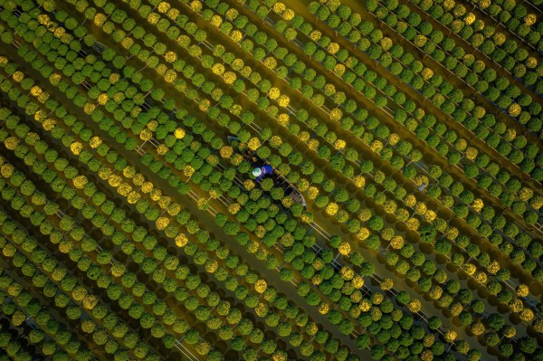 Đón tết tại ‘thủ phủ cúc mâm xôi’ đẹp nhất miền Tây