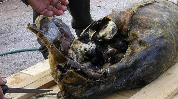 10 món ăn có mùi hôi nhất thế giới nhưng lại là đặc sản khó cưỡng 10 món ăn có mùi hôi nhất thế giới nhưng lại là đặc sản khó cưỡng