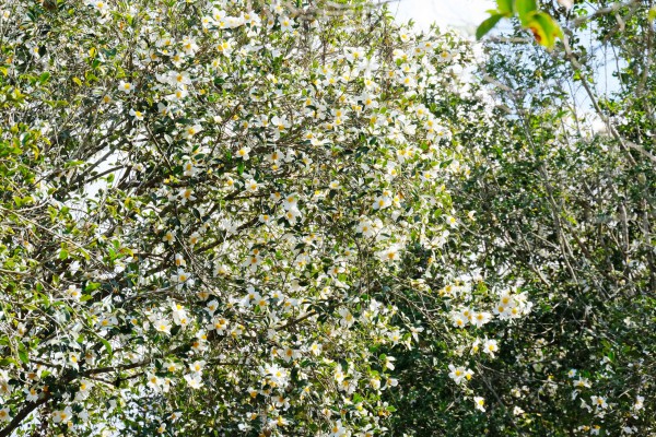 Bình Liêu mùa hoa sở gọi bước du khách