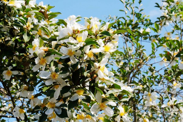 Bình Liêu mùa hoa sở gọi bước du khách