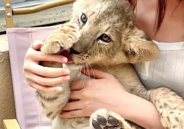 Cà phê ôm sư tử gây tranh cãi ở Trung Quốc