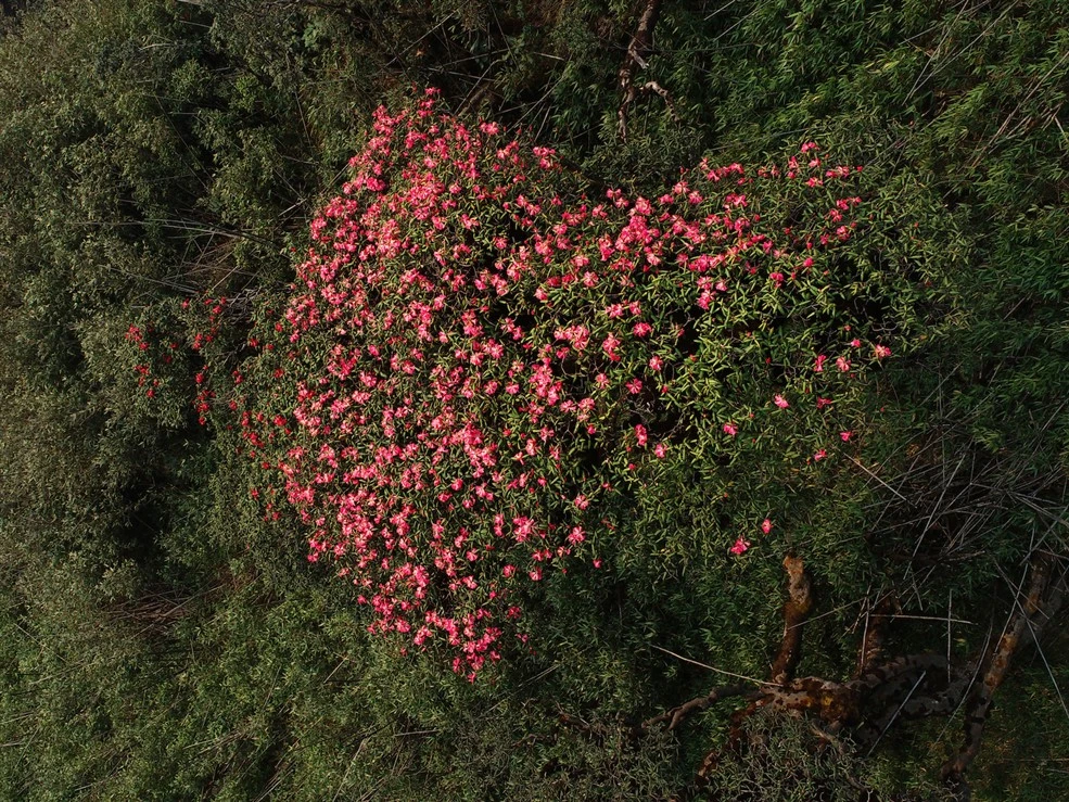 Chiêm ngưỡng vẻ đẹp mê mẩn của rừng hoa đỗ quyên Fansipan