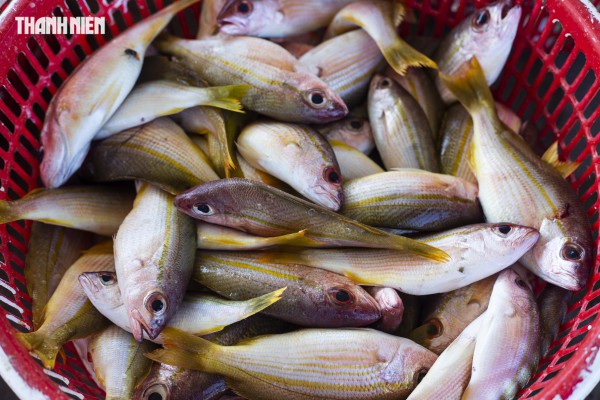 Chợ cá Cửa Tùng tấp nập du khách 'canh' mua hải sản tươi rói