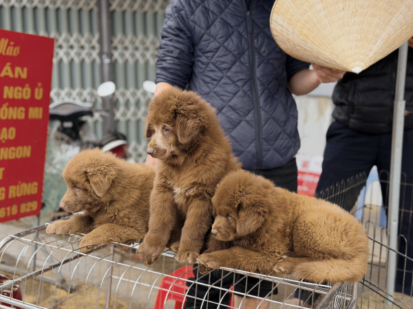 Chợ chó Bắc Hà tấp nập trong mưa rét Chợ chó Bắc Hà tấp nập trong mưa rét