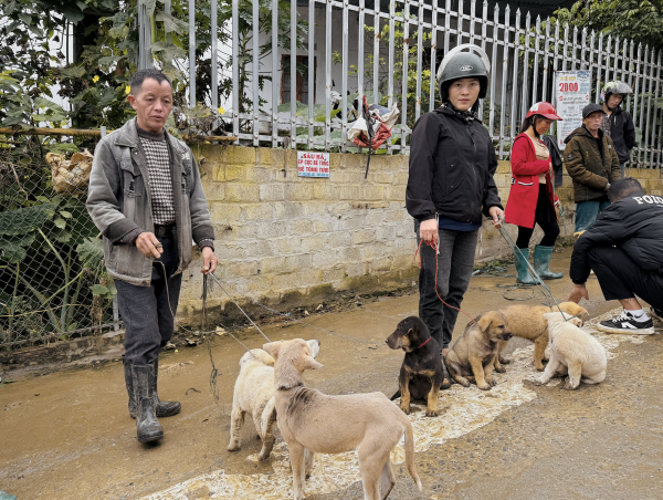 Chợ chó Bắc Hà tấp nập trong mưa rét Chợ chó Bắc Hà tấp nập trong mưa rét