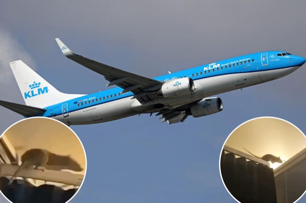 Chuột khổng lồ gây sợ hãi trên chuyến bay Chuột khổng lồ gây sợ hãi trên chuyến bay