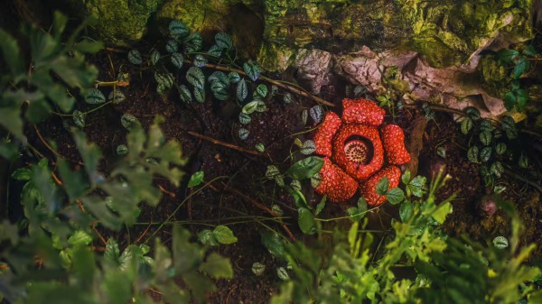 Cuộc đời kỳ lạ của loài hoa lớn nhất trái đất, nghe tên là muốn ngất