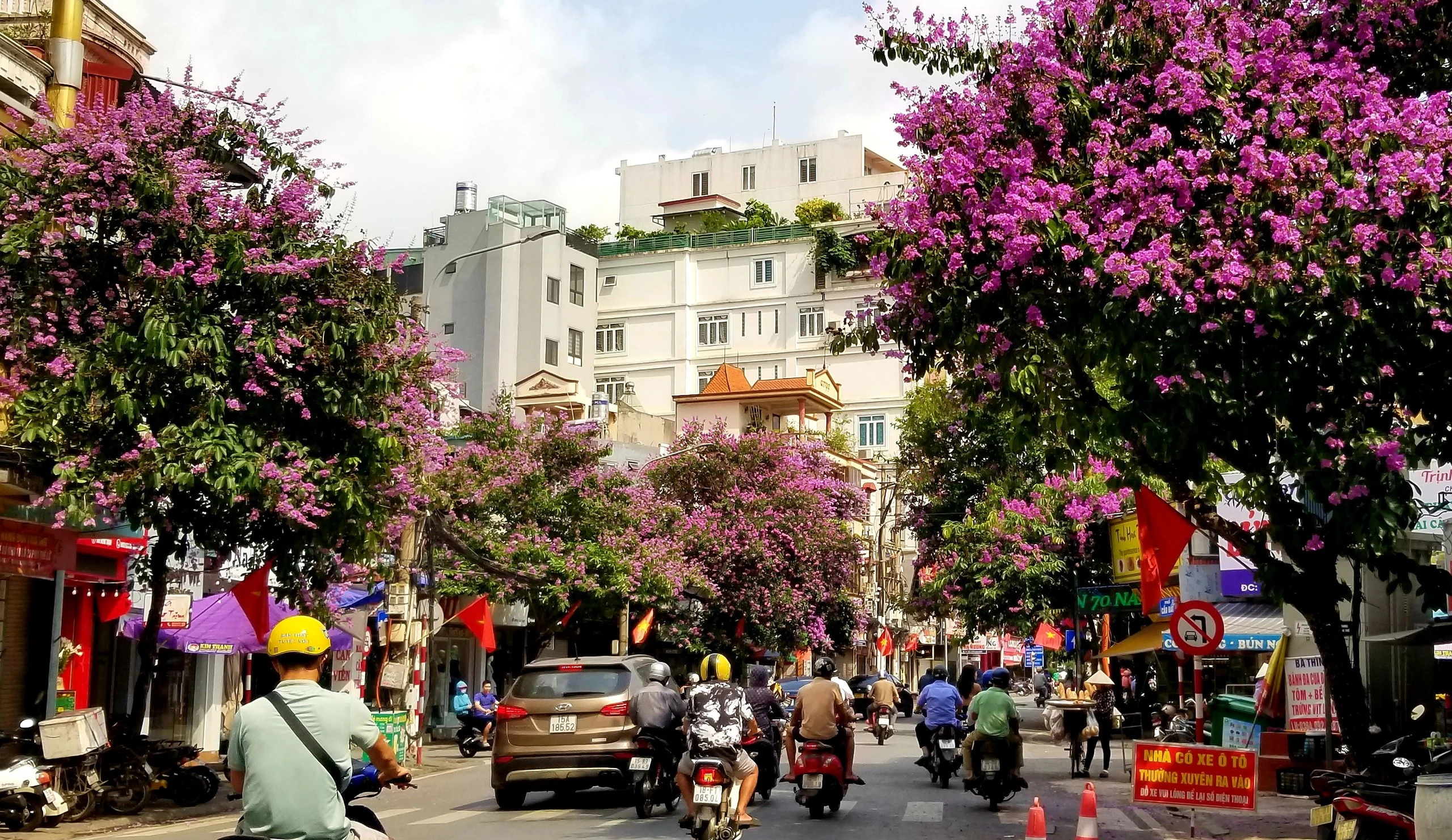 Hải Phòng rực cháy sắc đỏ hoa phượng, tím biếc hoa bằng lăng Hải Phòng rực cháy sắc đỏ hoa phượng, tím biếc hoa bằng lăng