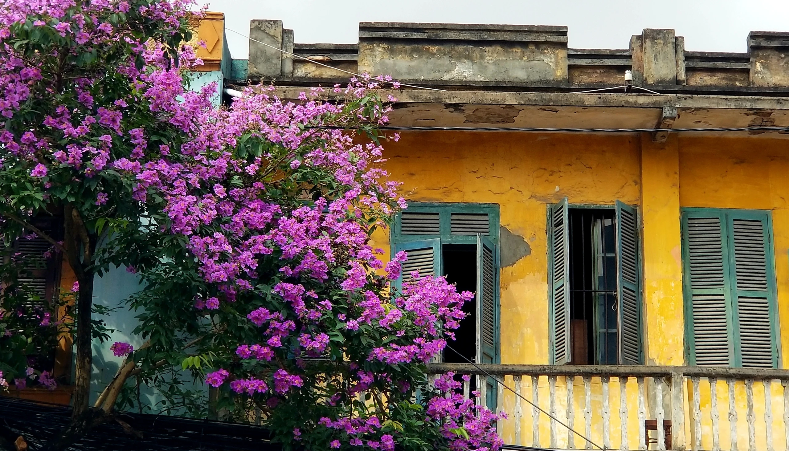 Hải Phòng rực cháy sắc đỏ hoa phượng, tím biếc hoa bằng lăng Hải Phòng rực cháy sắc đỏ hoa phượng, tím biếc hoa bằng lăng