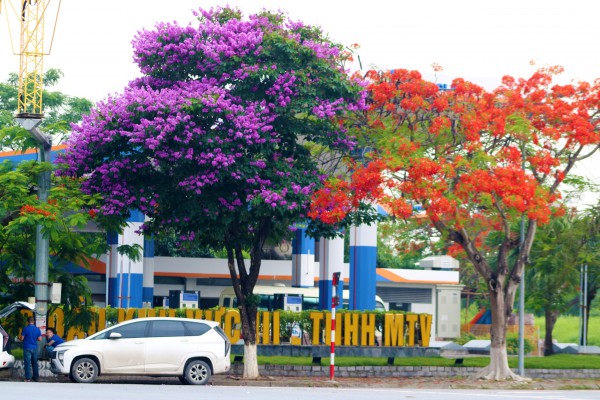 Hải Phòng rực cháy sắc đỏ hoa phượng, tím biếc hoa bằng lăng Hải Phòng rực cháy sắc đỏ hoa phượng, tím biếc hoa bằng lăng