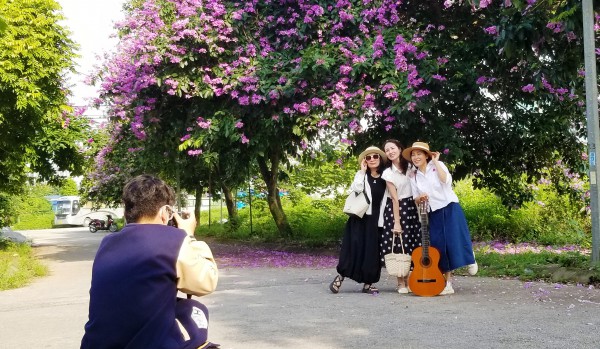 Hải Phòng rực cháy sắc đỏ hoa phượng, tím biếc hoa bằng lăng Hải Phòng rực cháy sắc đỏ hoa phượng, tím biếc hoa bằng lăng