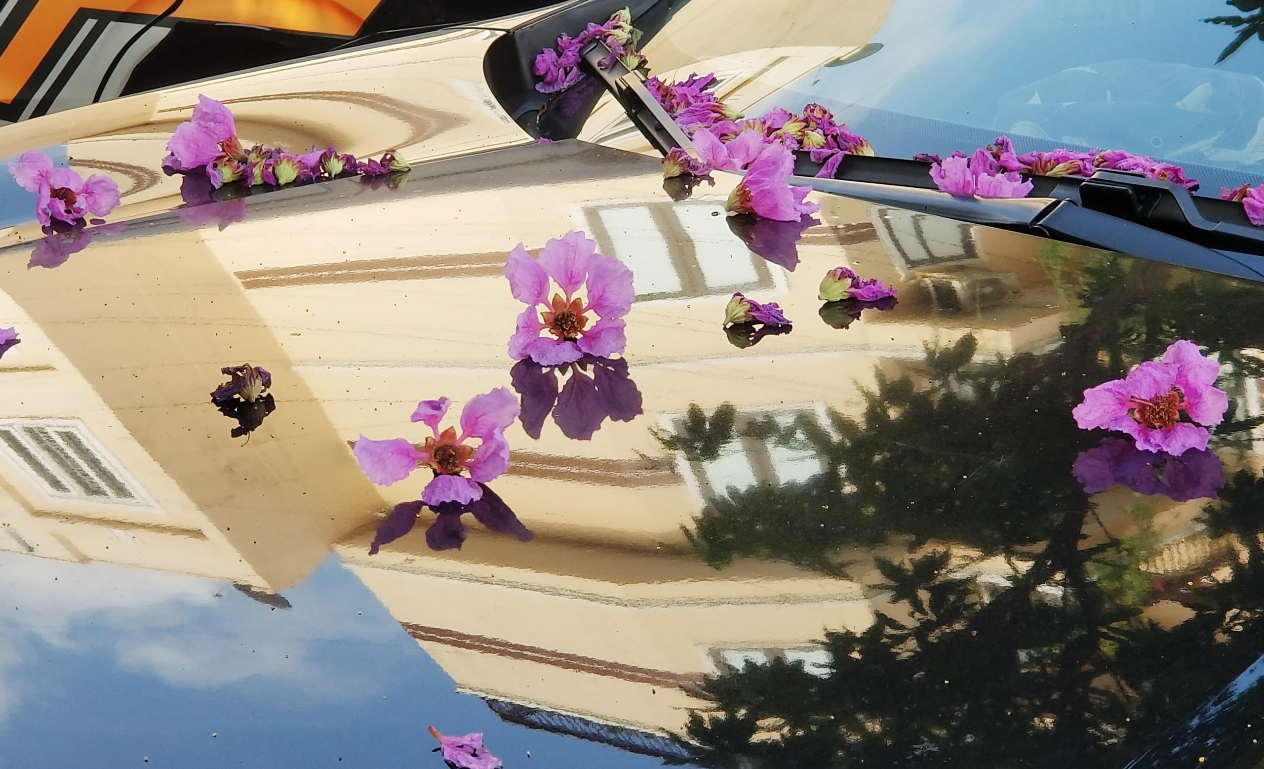 Hải Phòng rực cháy sắc đỏ hoa phượng, tím biếc hoa bằng lăng Hải Phòng rực cháy sắc đỏ hoa phượng, tím biếc hoa bằng lăng