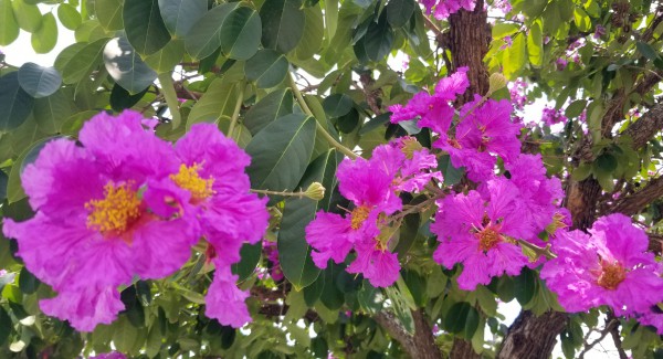 Hải Phòng rực cháy sắc đỏ hoa phượng, tím biếc hoa bằng lăng Hải Phòng rực cháy sắc đỏ hoa phượng, tím biếc hoa bằng lăng