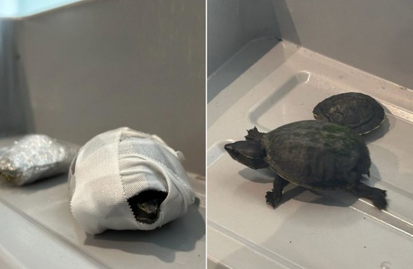 Hành khách giấu động vật 'ở chỗ không thể tin được' khi đi máy bay Hành khách giấu động vật 'ở chỗ không thể tin được' khi đi máy bay