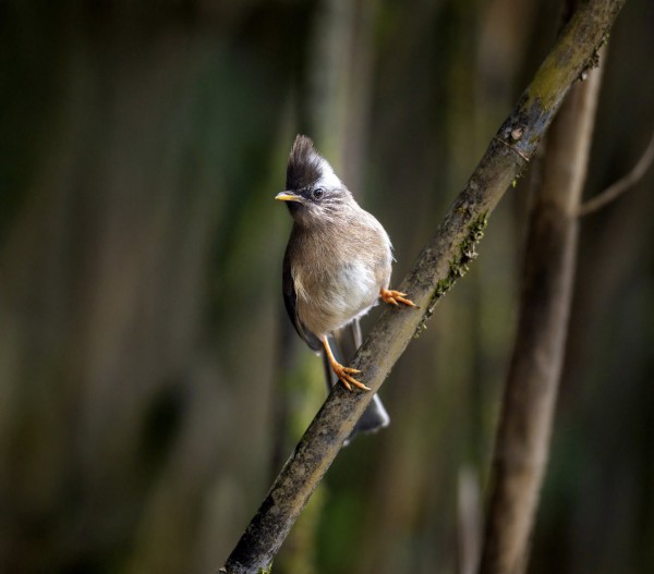 Hành trình gian nan săn chim quý hiếm trên đỉnh Fansipan Hành trình gian nan săn chim quý hiếm trên đỉnh Fansipan