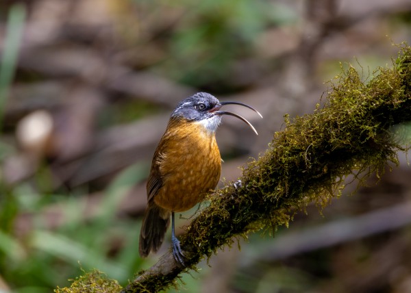 Hành trình gian nan săn chim quý hiếm trên đỉnh Fansipan Hành trình gian nan săn chim quý hiếm trên đỉnh Fansipan