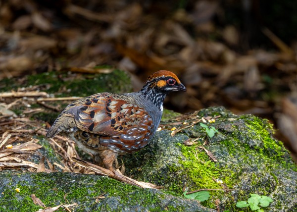 Hành trình gian nan săn chim quý hiếm trên đỉnh Fansipan Hành trình gian nan săn chim quý hiếm trên đỉnh Fansipan