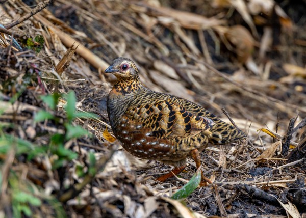 Hành trình gian nan săn chim quý hiếm trên đỉnh Fansipan Hành trình gian nan săn chim quý hiếm trên đỉnh Fansipan